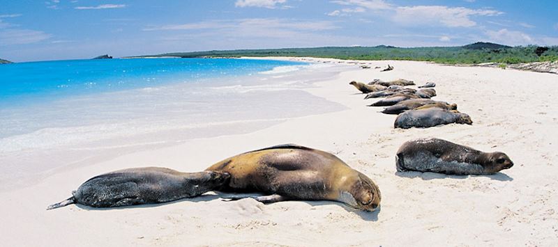 Meet the friendly sea lions which gather on the beach.