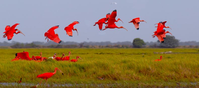 Scarlet Ibis, Venezuela
