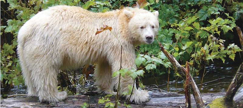 A kermode (or spirit) bear, British Columbia, Canada