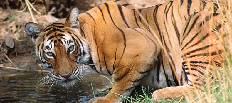 Tiger, Kanha National Park, India