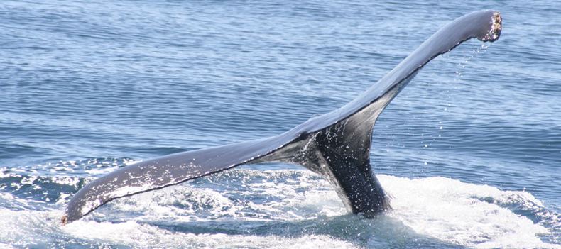 Whale breaching, Baja California, Mexico