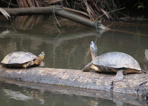Black River Turtles, Kapawi