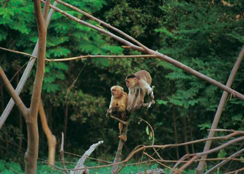 Monkeys, Kapawi