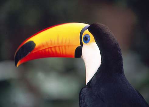 Toucan, Kapawi