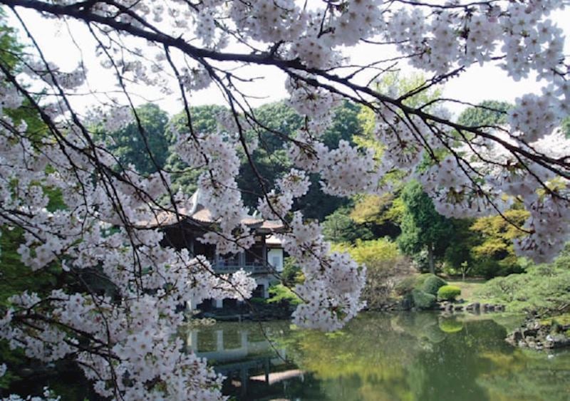 Shinjuku Gyoen National Garden in Tokyo