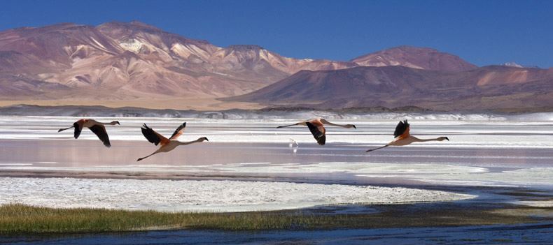 The Atacama