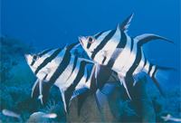 Ningaloo Reef, Western Australia