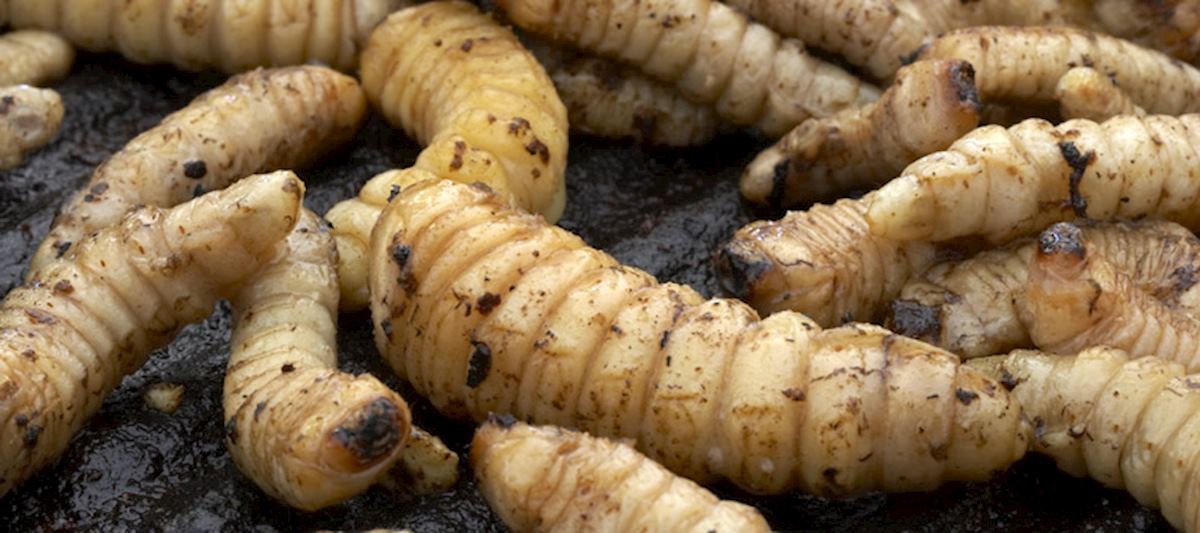 Huhu grubs at the Wild Food Festival in Hokitika.