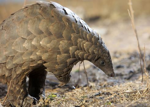 Pangolin