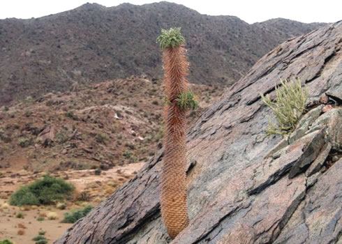 Halfmens plant, sometimes known as known as halfman, elephant’s trunk or clubfoot