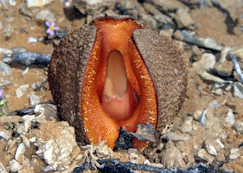 Hydnora africana plant