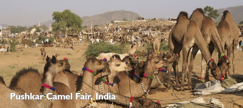 Pushkar Camel Fair, India
