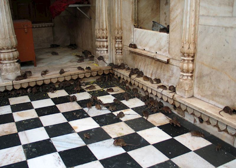 Karni Mata temple, Bikaner, India. Image: Shakti/Wikipedia