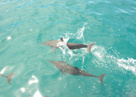 Dolphins, Andaman Sea Dolphins, Andaman Sea