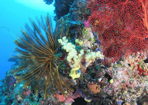 Beautiful corals, Fiji Beautiful corals, Fiji
