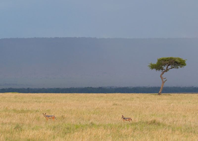 Black-backed jackal