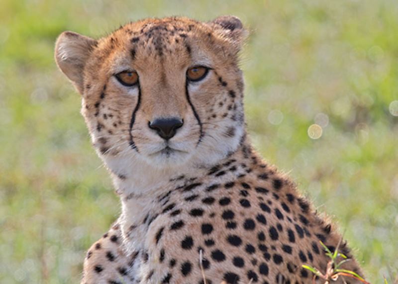 Cheetah