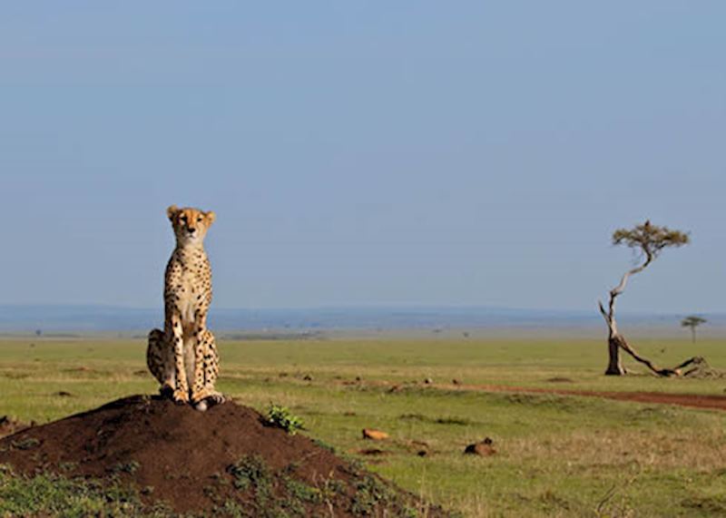 Cheetah