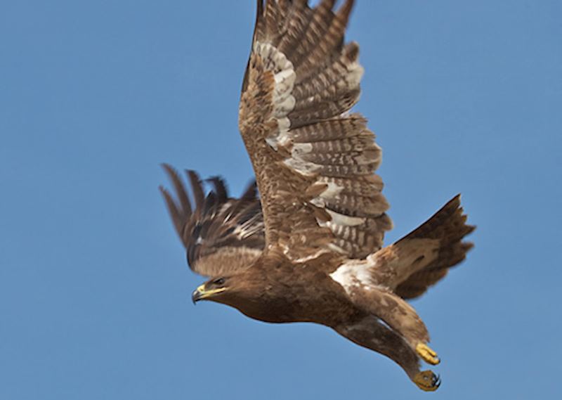 Steppe Eagle
