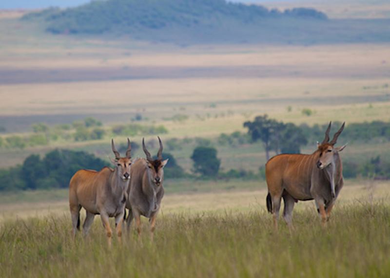 Eland