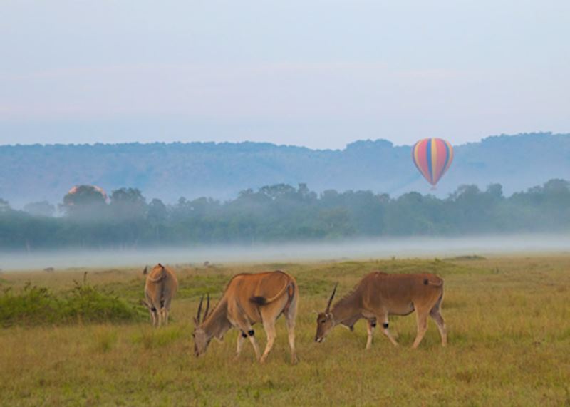 Elland graze as balloons take to the air in the early morning mist