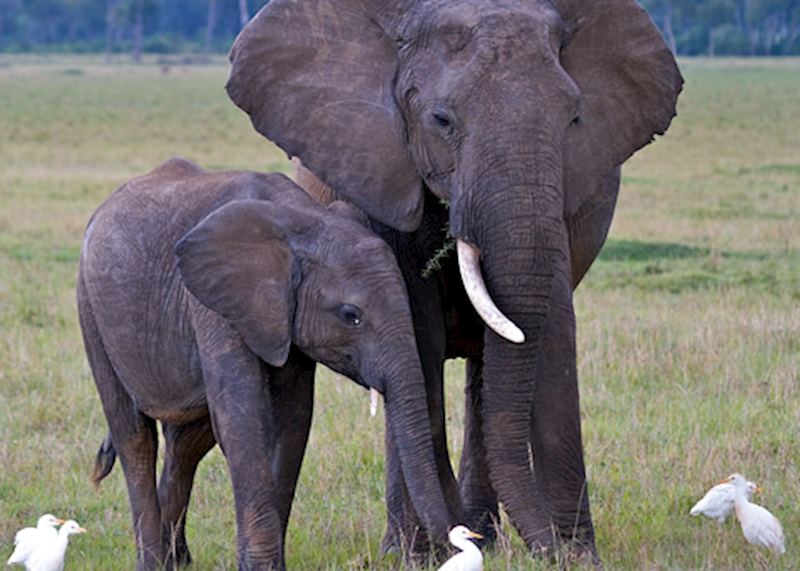 Elephant and calf