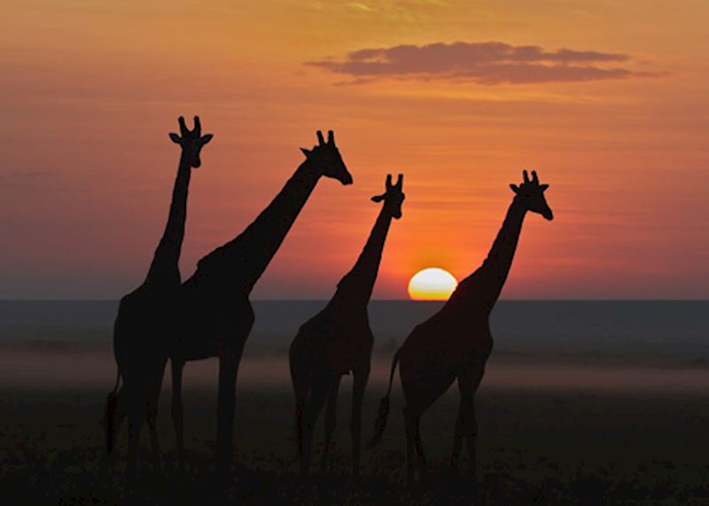 Giraffe