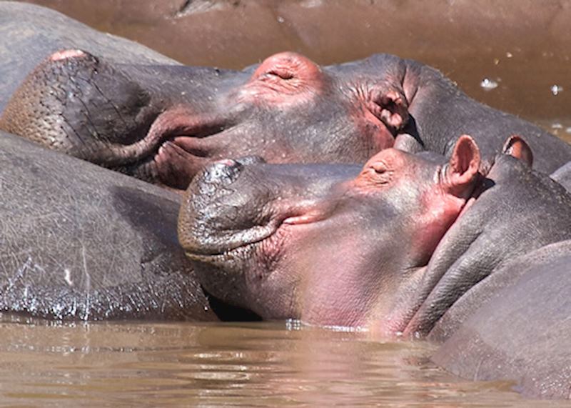 Hippo