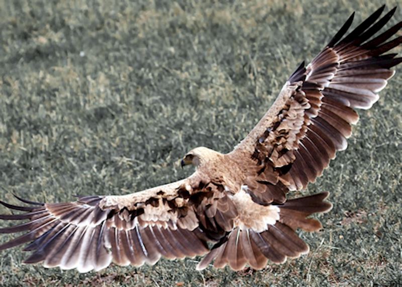 Steppe eagle