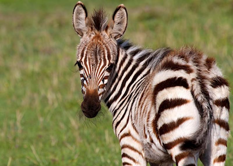 Zebra in the Masai Mara