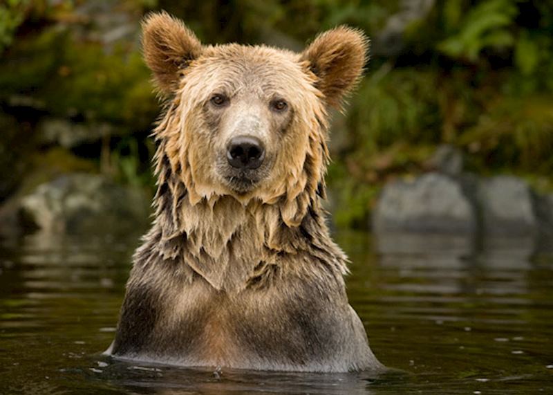 An inquisitive bear during the BBC filming of Nature's Great Events