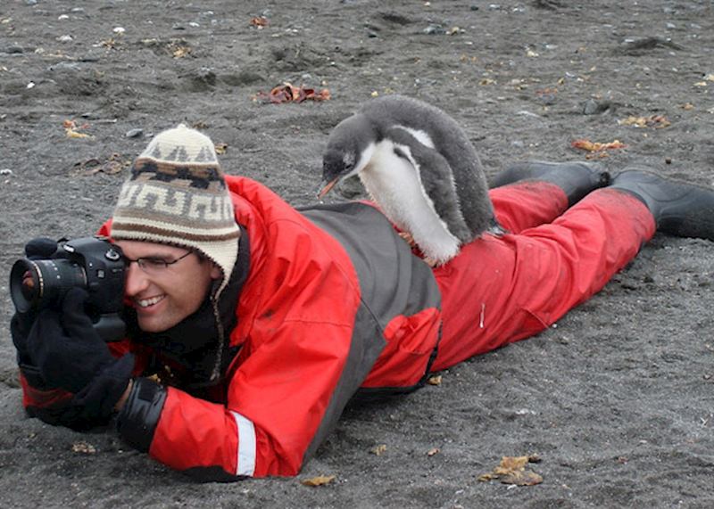 A penguin chick investigates Jamie's colourful jacket