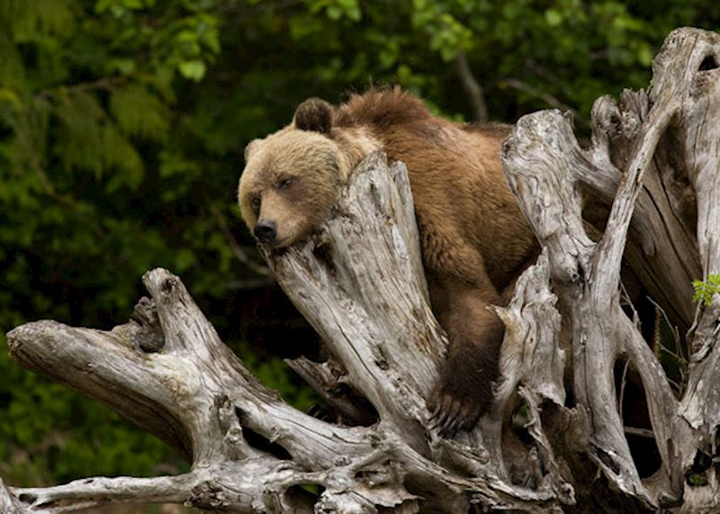 A grizzly takes a nap in the shade during a warm summer day