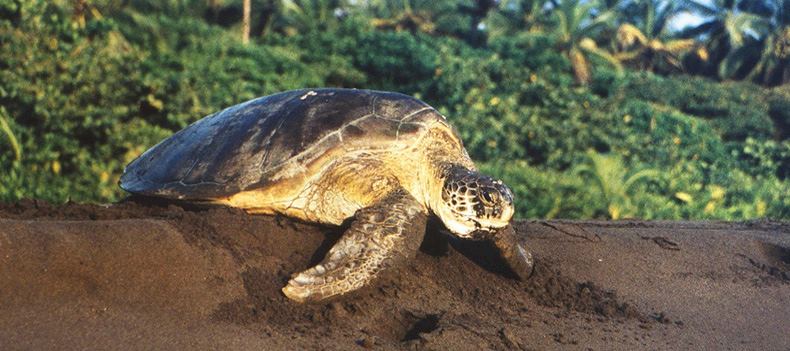 Turtle, Costa Rica
