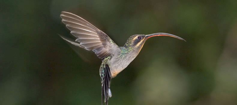 The Monteverde cloud forest is a haven for birdlife.