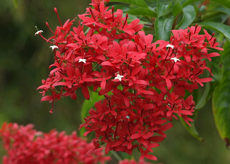 Exora