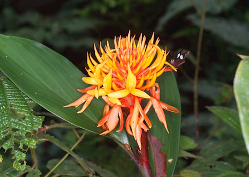 Yellow flower