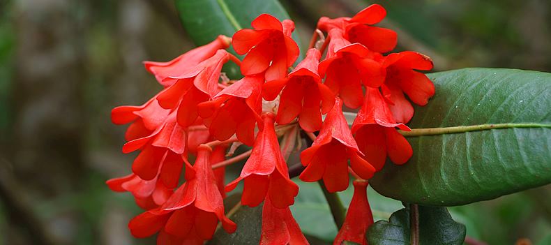 A Rhododendron at the Putrajaya Botanical Gardens, Malaysia