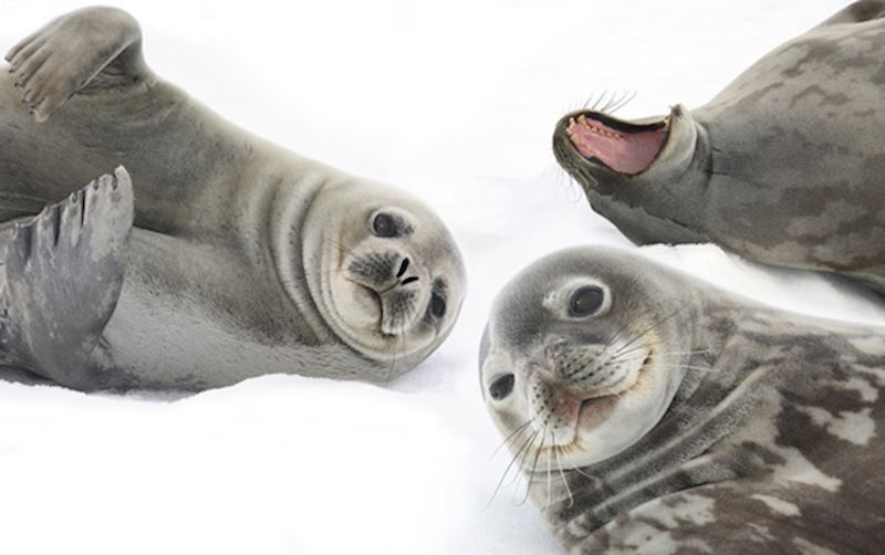 Weddell seals, Antarctica
