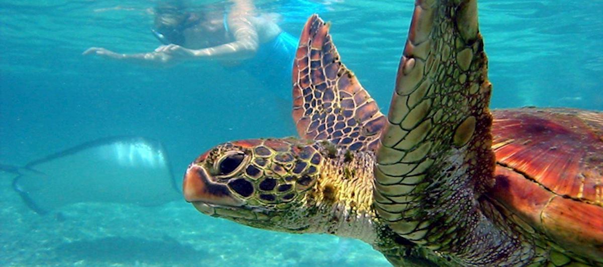 Where to see turtles laying eggs | Audley Travel