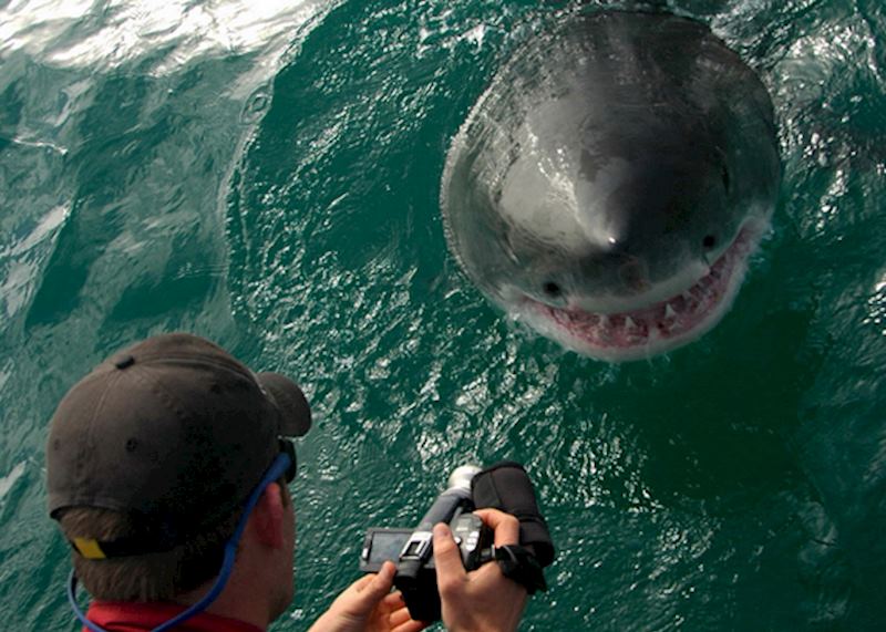 Great white shark, Cape Town, Africa