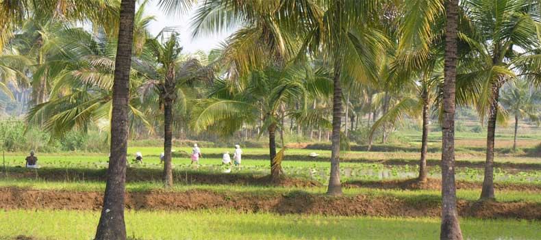 Paddy fields and palm trees in Palakkad, India