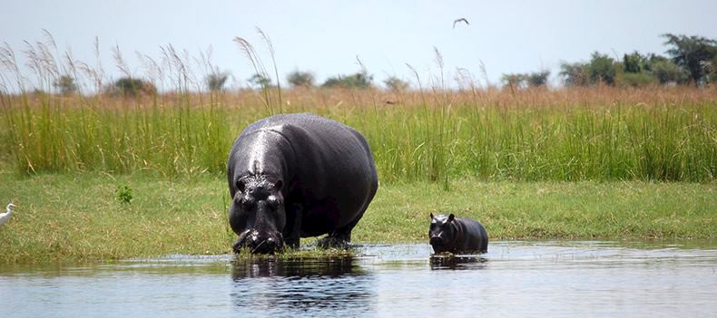 Hippo and calf in Chobe National Park, Botswana