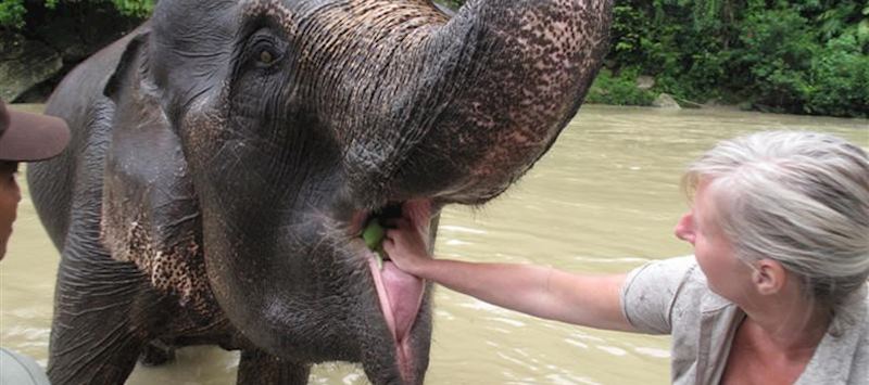 Susan Johnston feeding an elephant, Tangkahan, Indonesia