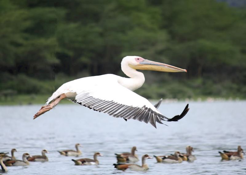 A pelican takes to the air near Lake Naivasha