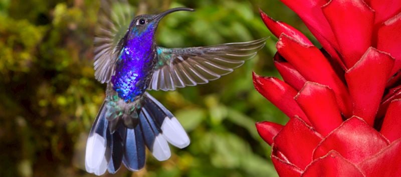 Hummingbird, Costa Rica