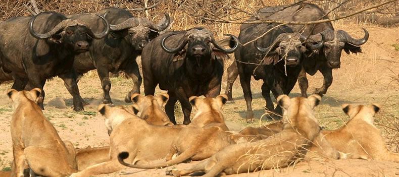 Buffalo and lion in South Luangwa National Park