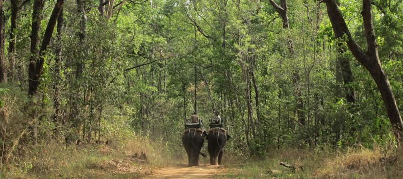 Mahouts and their elephants in Kanha National Park