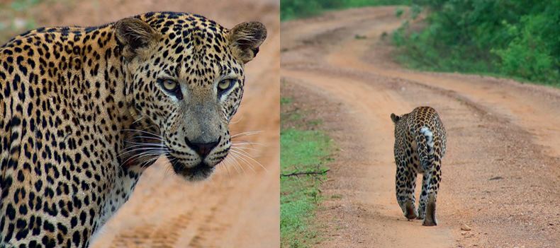 Leopard in Yala National Park