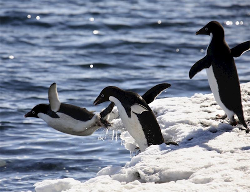 Adélie penguins